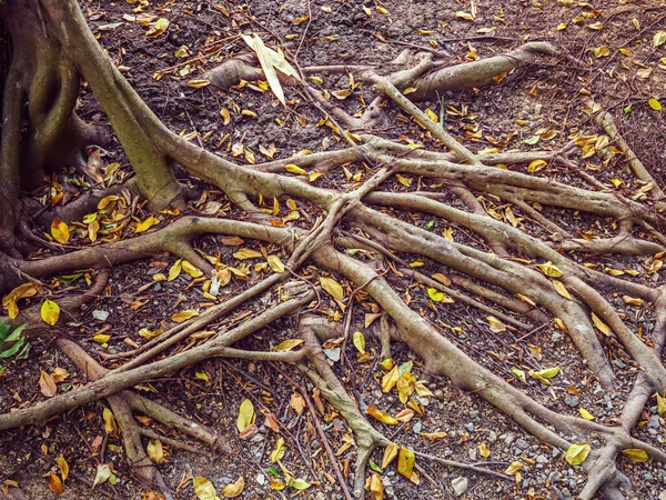 Ficus Tree Roots Expanding Soil Ground Yellow Dry Leaves Fall — Stock Photo, Image