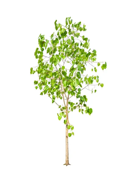 Isolated Young Bodhi Tree Clipping Path White Background — Stock Photo, Image