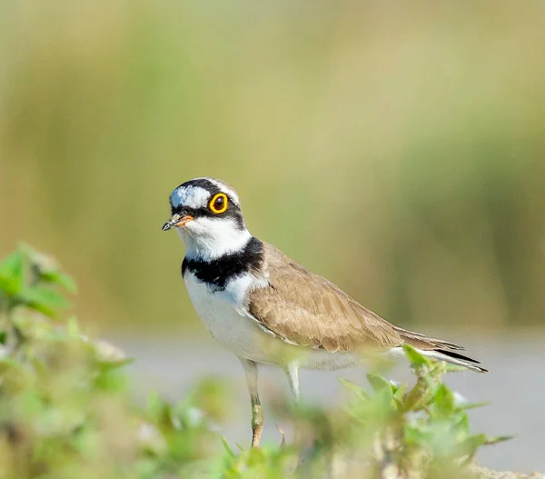 Close View Bird Natural Habitat — Stock Photo, Image