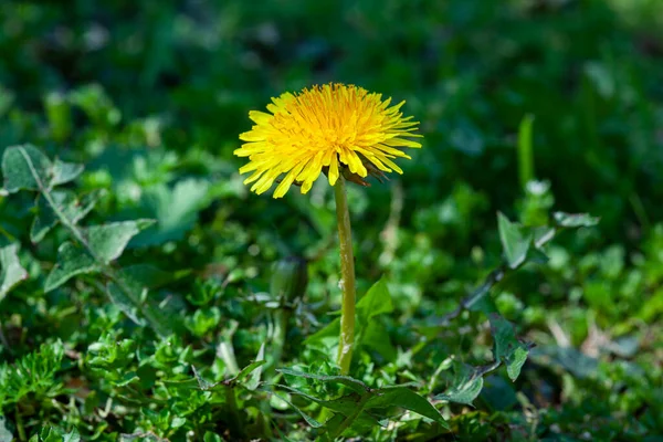 Lkbaharda Taraxacum Çiçeği — Stok fotoğraf