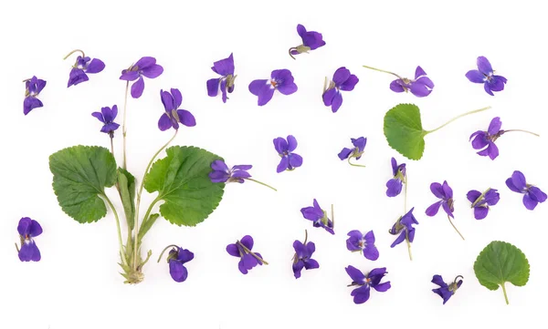 Green Leaf Flowers Wood Violet Viola Odorata Isolated White Background — Stock Photo, Image