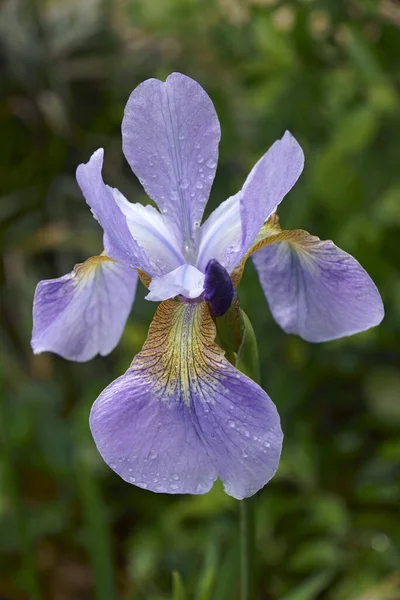 西伯利亚虹膜花的特写图像 — 图库照片