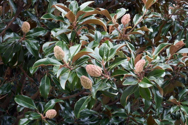 Close Image Southern Magnolia Fruits Foliage — Stock Photo, Image