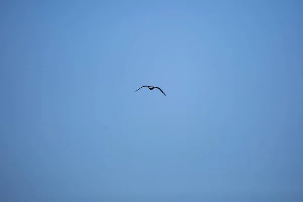 Weißkopfseeadler Himmel — Stockfoto