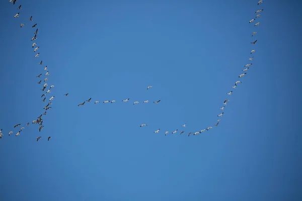 Migrating Geese Sky — Stock Photo, Image