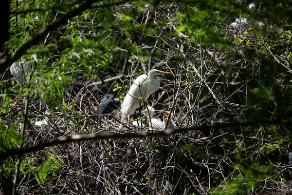 Great Egret Guarding Its Chicks — Stock Photo, Image