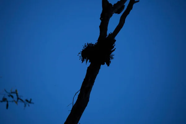 Small Bird Nest Close — Stock Photo, Image