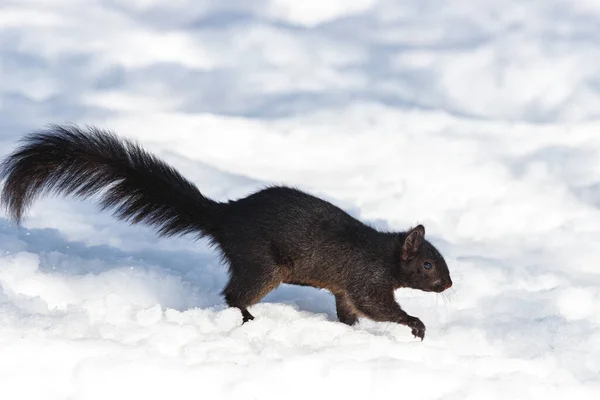 Black Squirrel Walking Snow — Stockfoto