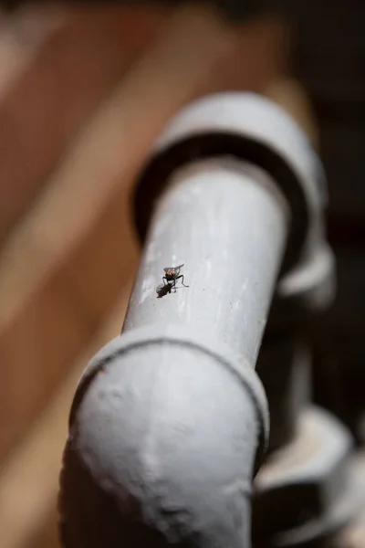 Flesh Fly Water Pipe — Stock Photo, Image