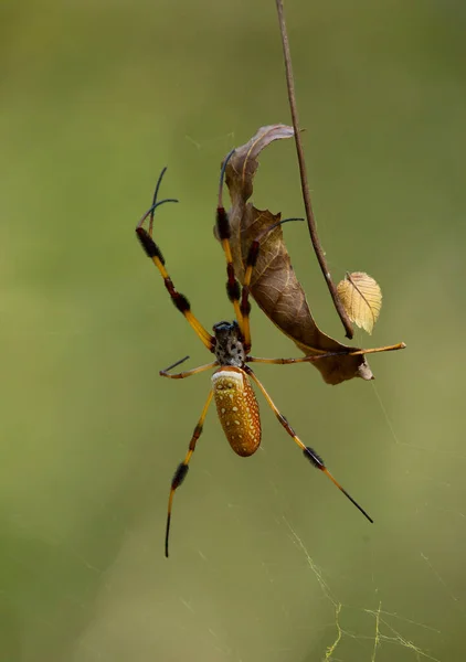 Golden Orb Weaver Spider — Stock Photo, Image