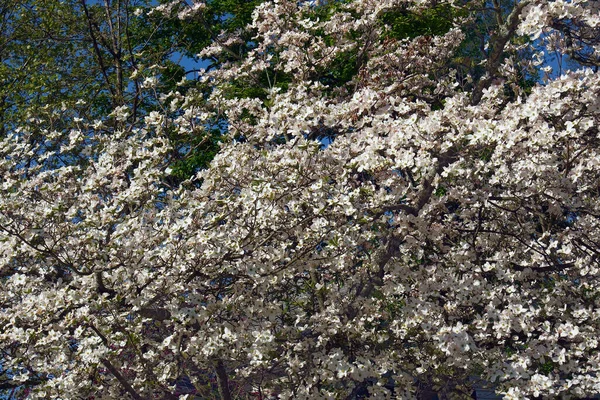 Flowering Dogwood Tree Blossom — Stok fotoğraf