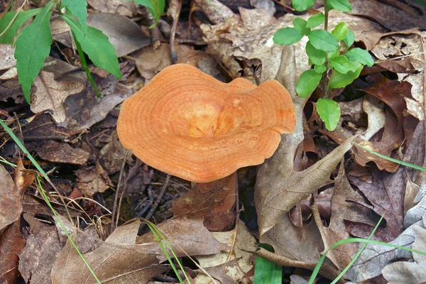 Close Image Peck Milky Mushroom — Stock Photo, Image
