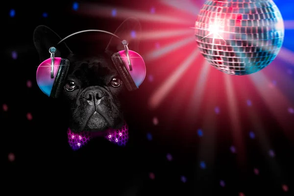 Σκύλος Ακούγοντας Μουσική Κάνει Πάρτι — Φωτογραφία Αρχείου