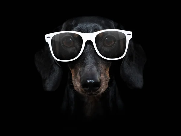 Güneş Gözlüklü Köpek Siyah Dramatik Arka Planda Izole Edilmiş — Stok fotoğraf