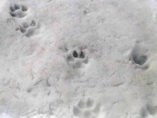 Следы Собаки Оттаявшем Грязном Снегу Весной — стоковое фото