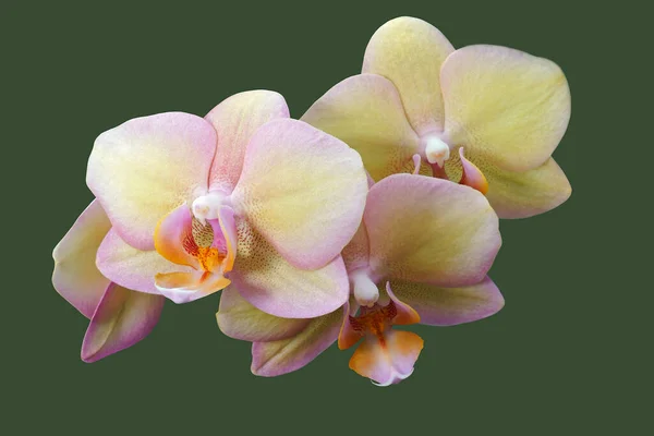 Orkide Çiçekleri Açar Taze Çiçek Yaprakları — Stok fotoğraf