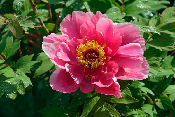 Piękny Makro Strzał Kwiatu Piwonii — Zdjęcie stockowe