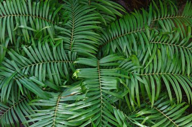 Rakun döngüsü arkaplan görüntüsü 