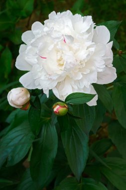 Şakayık çiçeğinin güzel makro çekimi