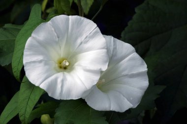 Güzel çiçeklerin güzel manzarasını kapat.