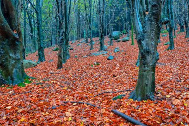 Doğada ağaçlar olan sonbahar ormanı