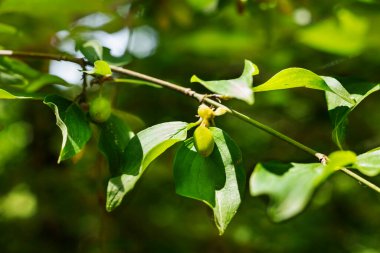 Cornelian kiraz arkaplan görüntüsü 