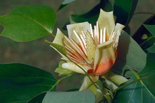 Lale Ağacı Çiçeği Kapat — Stok fotoğraf