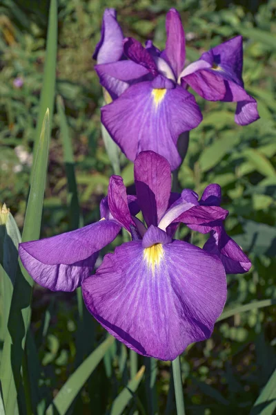 Close Afbeelding Van Japanse Irisbloemen — Stockfoto