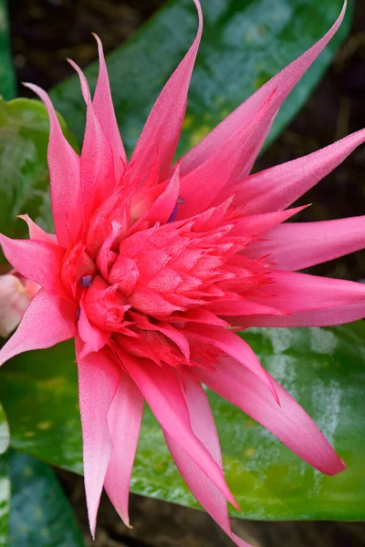 stock image close up view of beautiful blooming flowers