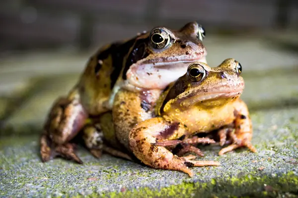 Mating Frogs Background View — Stock Photo, Image