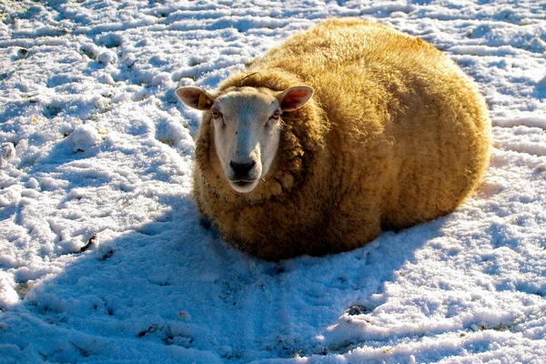White Sheep Resting Field White Snow — Stock Photo, Image
