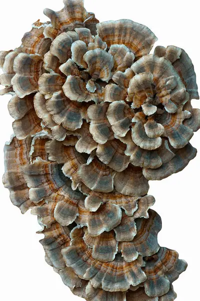 Turkey Tail Fungus Background View — Stock Photo, Image