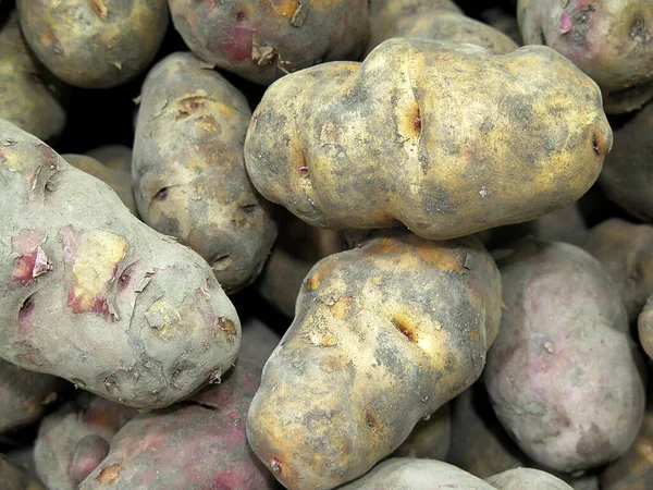 Перуанська Картопля Вид Крупним Планом — стокове фото