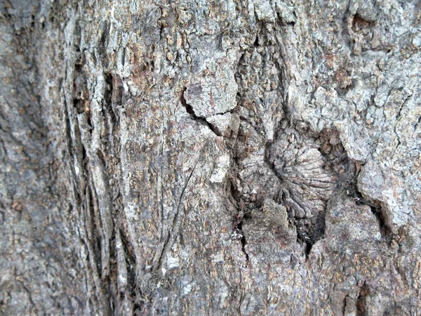 Trädstam Bark Naturen Bakgrund — Stockfoto