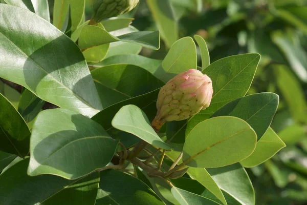 Immagine Ravvicinata Sweetbay Magnolia Frutta Fogliame — Foto Stock