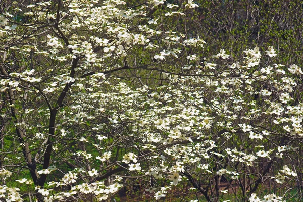 Ozark Spring Flowering Dogwood Tree Blossom — Stock fotografie