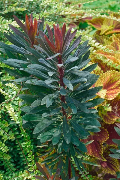 Blackbird Spurge Plants Background View — Stock Photo, Image