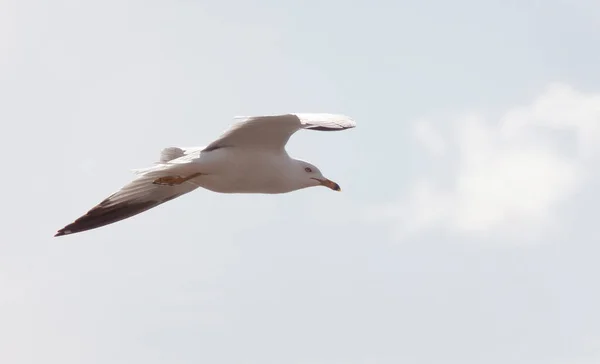 曇り空を飛ぶカモメ — ストック写真