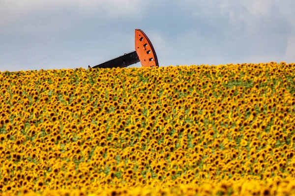 Slunečnice Pumpjack Pozadí Pohled — Stock fotografie