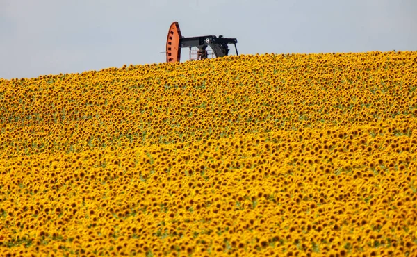 Zonnebloemen Pumpjack Achtergrond Bekijken — Stockfoto