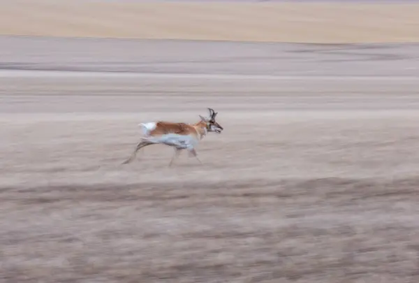 Pronghorn Antelope Saskatchewan Widok Tła — Zdjęcie stockowe