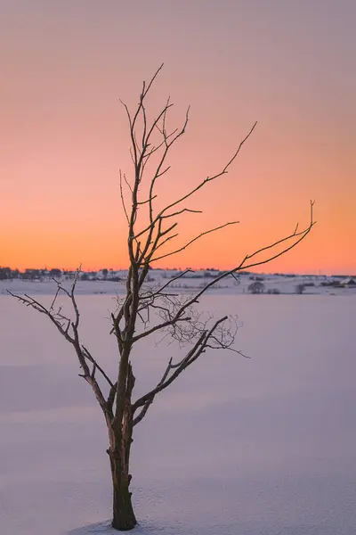 Одинокое Дерево Зимой Природе — стоковое фото