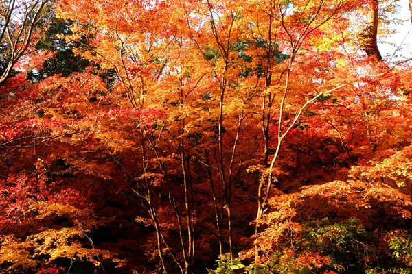 Kleurrijk Openbaar Park Japan — Stockfoto