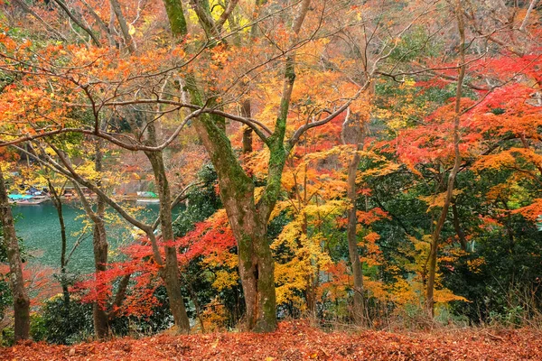 Красочный Фестиваль Листьев Деревьев Японии — стоковое фото