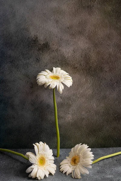 Weiße Gerbera Blüten Auf Dunkelgrau Marmoriertem Hintergrund — Stockfoto