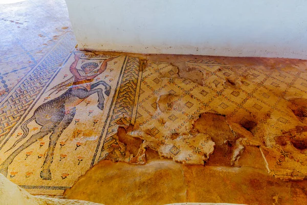 Piso Mosaico Com Uma Figura Centauro Casa Nilo Tzipori — Fotografia de Stock