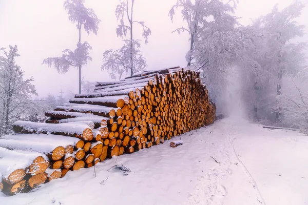 Felled Trees Trunks Nature Background — Stock Photo, Image