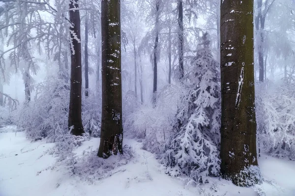 Οξιές Καλυμμένες Χιόνι Χειμώνα — Φωτογραφία Αρχείου