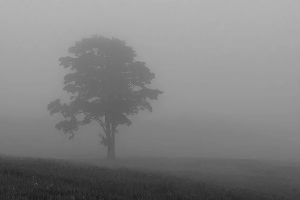 Дерево Тумане — стоковое фото
