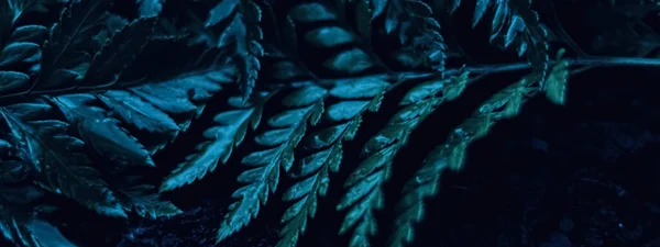 Blue Plant Leaves Night Surreal Botanical Background Minimal Design — Stock Photo, Image